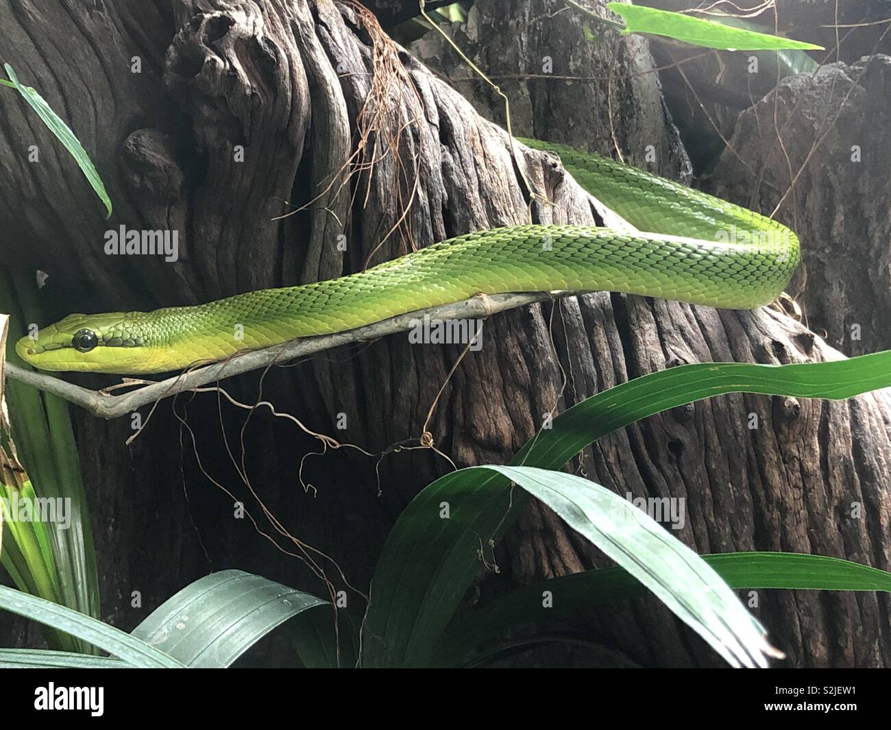 Un serpent vert lime Banque D'Images