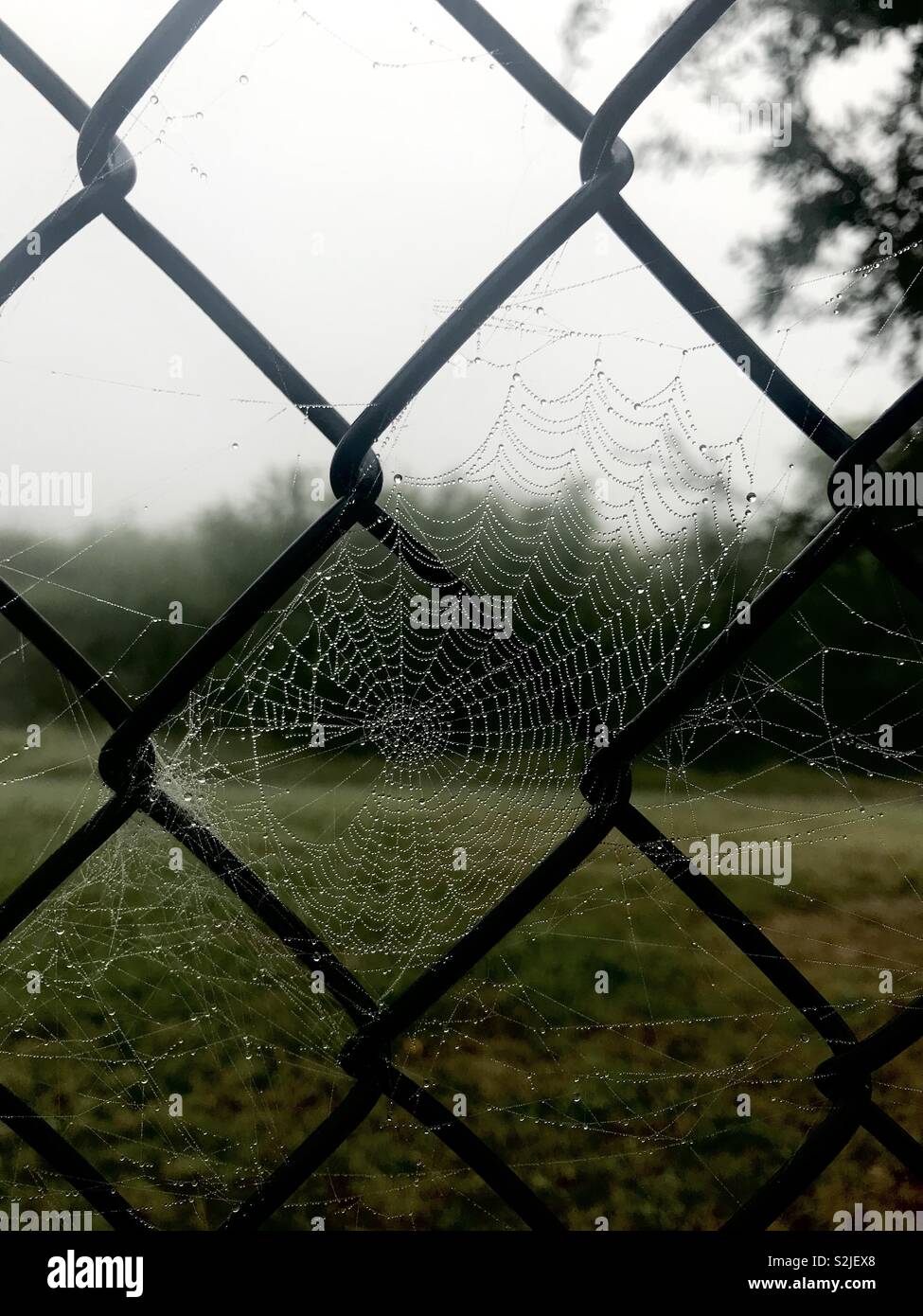Spider web avec la rosée sur elle entre une clôture filaire Banque D'Images