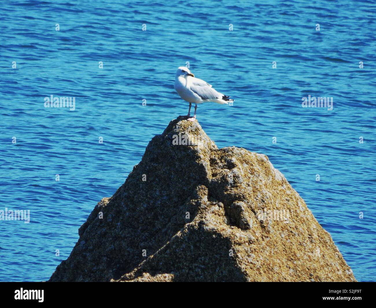 Vues à partir de la ligne de côte d'Anglesey entre Beaumaris et Penmon Point dans le Nord du Pays de Galles le 23 juin 2017. Seagull on rocks Banque D'Images