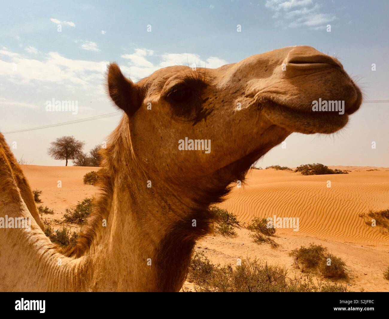 Chameau dans le désert. L'UAE. Banque D'Images