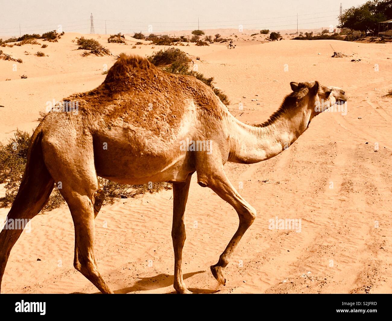 Camel en désert U.A.E. Banque D'Images