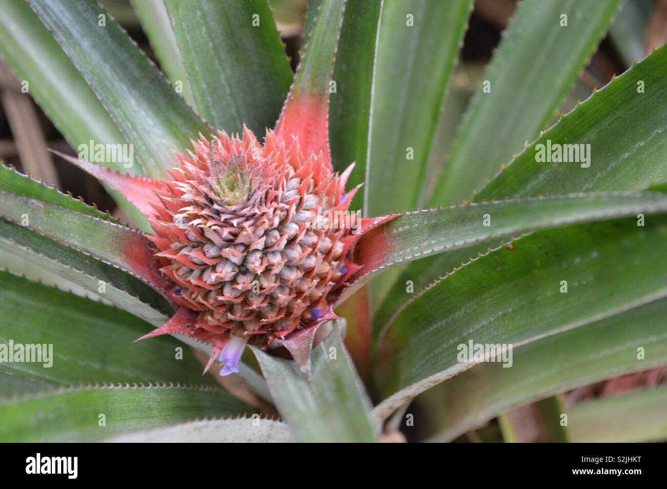 L'Ananas plante poussant à l'état sauvage sur une île de Polynésie Française. Banque D'Images