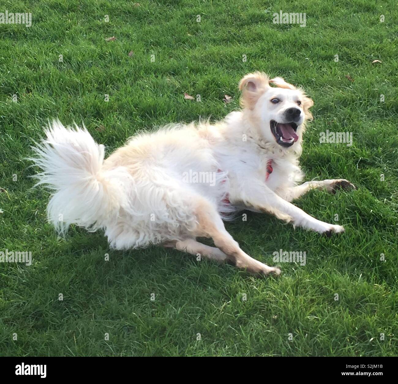 Chien heureux sur l'herbe Banque D'Images