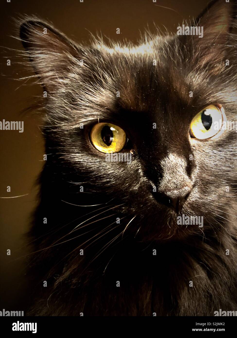 Chat Noir A Poils Longs Photo Stock Alamy