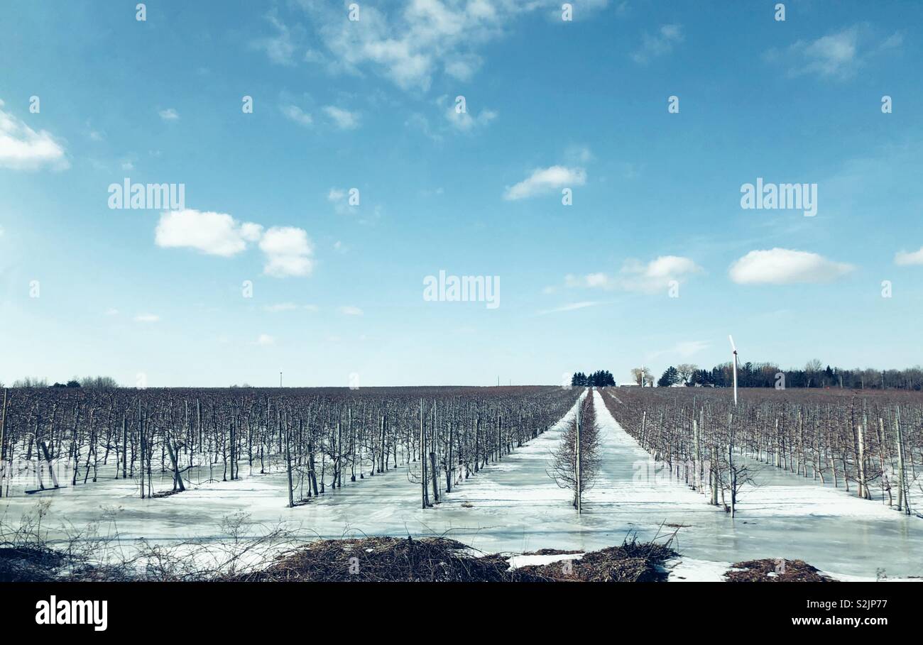 Rangées de pommiers sur un verger couvert de neige et de glace durant l'hiver à la ferme à Clarington (Ontario), Canada Banque D'Images