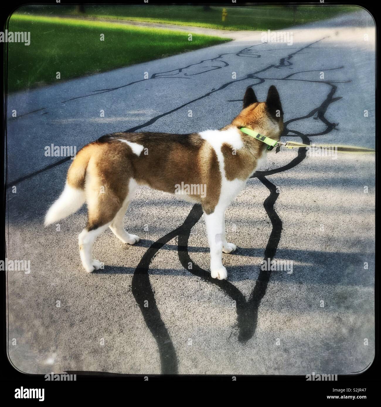 Chien Akita, debout au milieu de la route à la voiture Banque D'Images