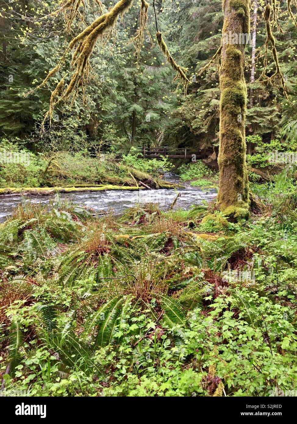 Cours d'eau, d'arbres et de fougères, Olympic National Park, Washington Banque D'Images