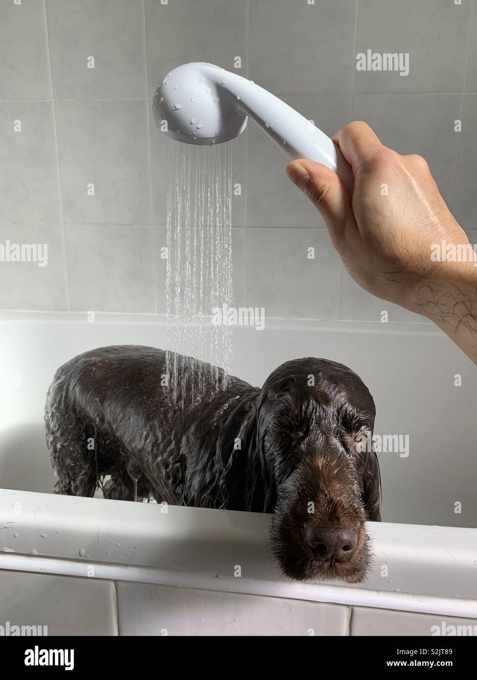 Doggy's l'heure du bain Banque D'Images