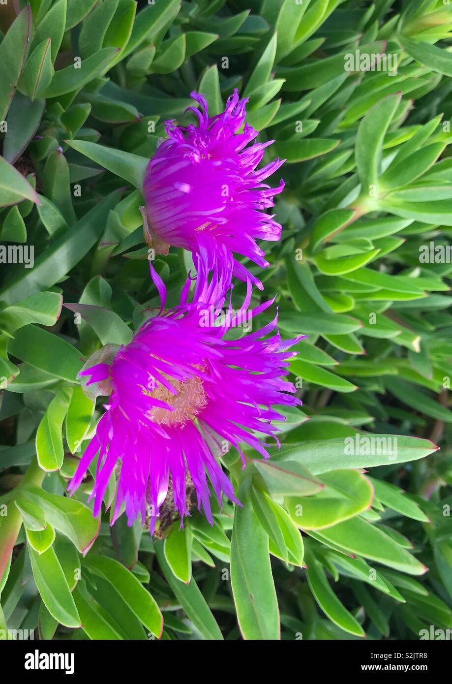 Des fleurs de jardin, Casablanca - Image de stock capturée avec un smartphone