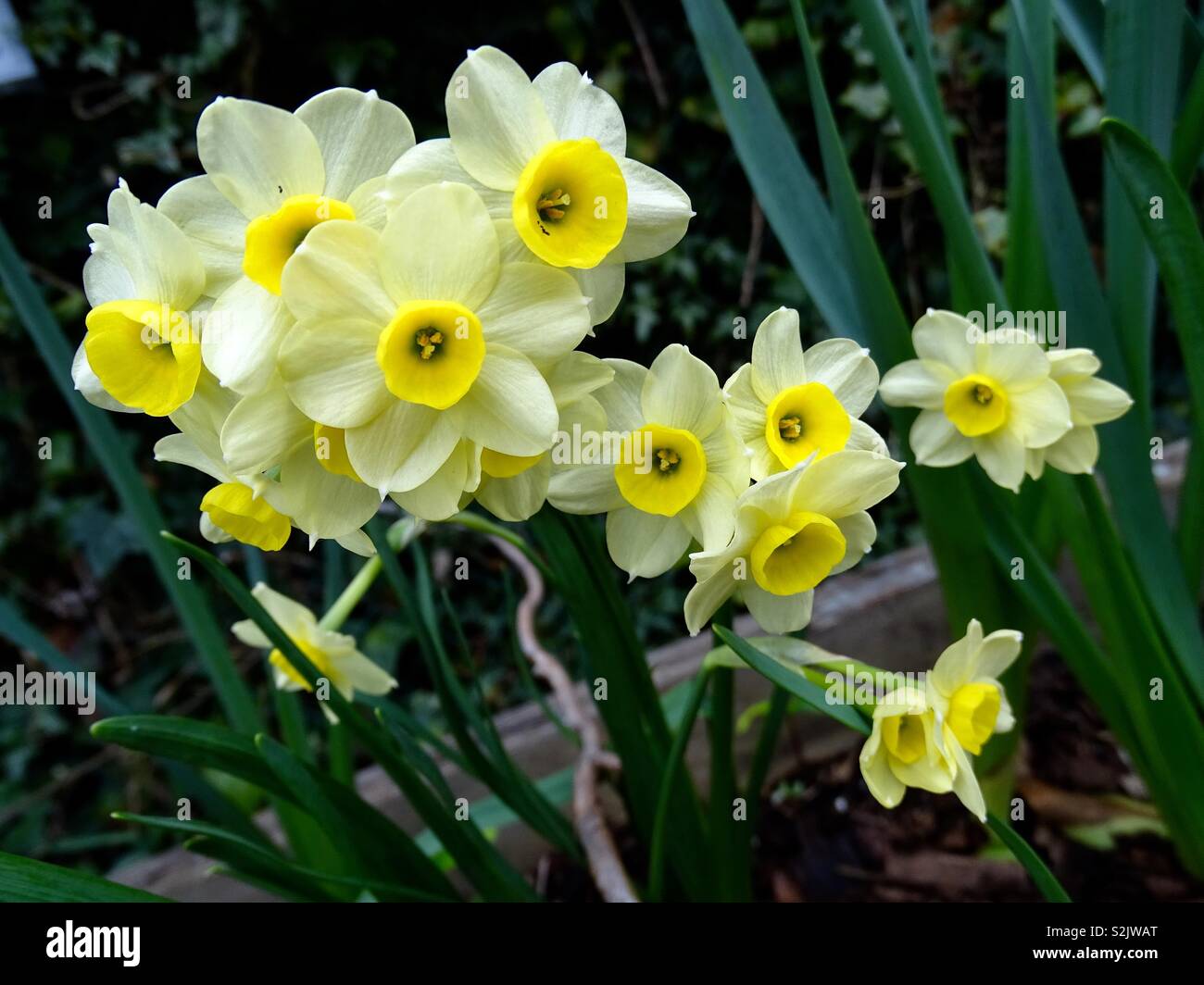 Jonquilles jaune sur le premier jour du printemps en Angleterre Banque D'Images