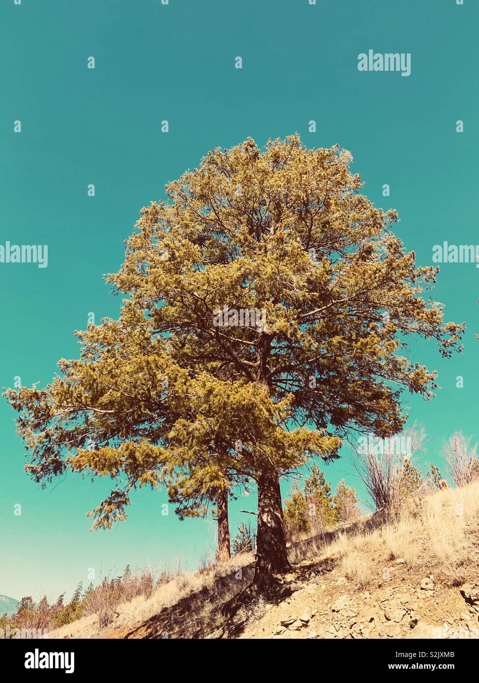 Arbre sur une colline avec ciel bleu. - Image de stock capturée avec un smartphone