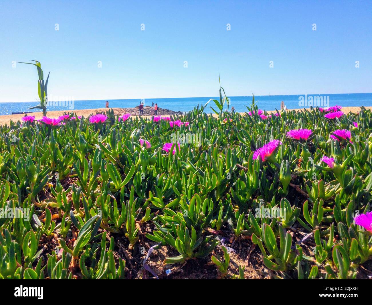 Carpobrotus (également connu sous le nom de pigface, avec des feuilles succulentes et de grandes fleurs roses - Image de stock capturée avec un smartphone