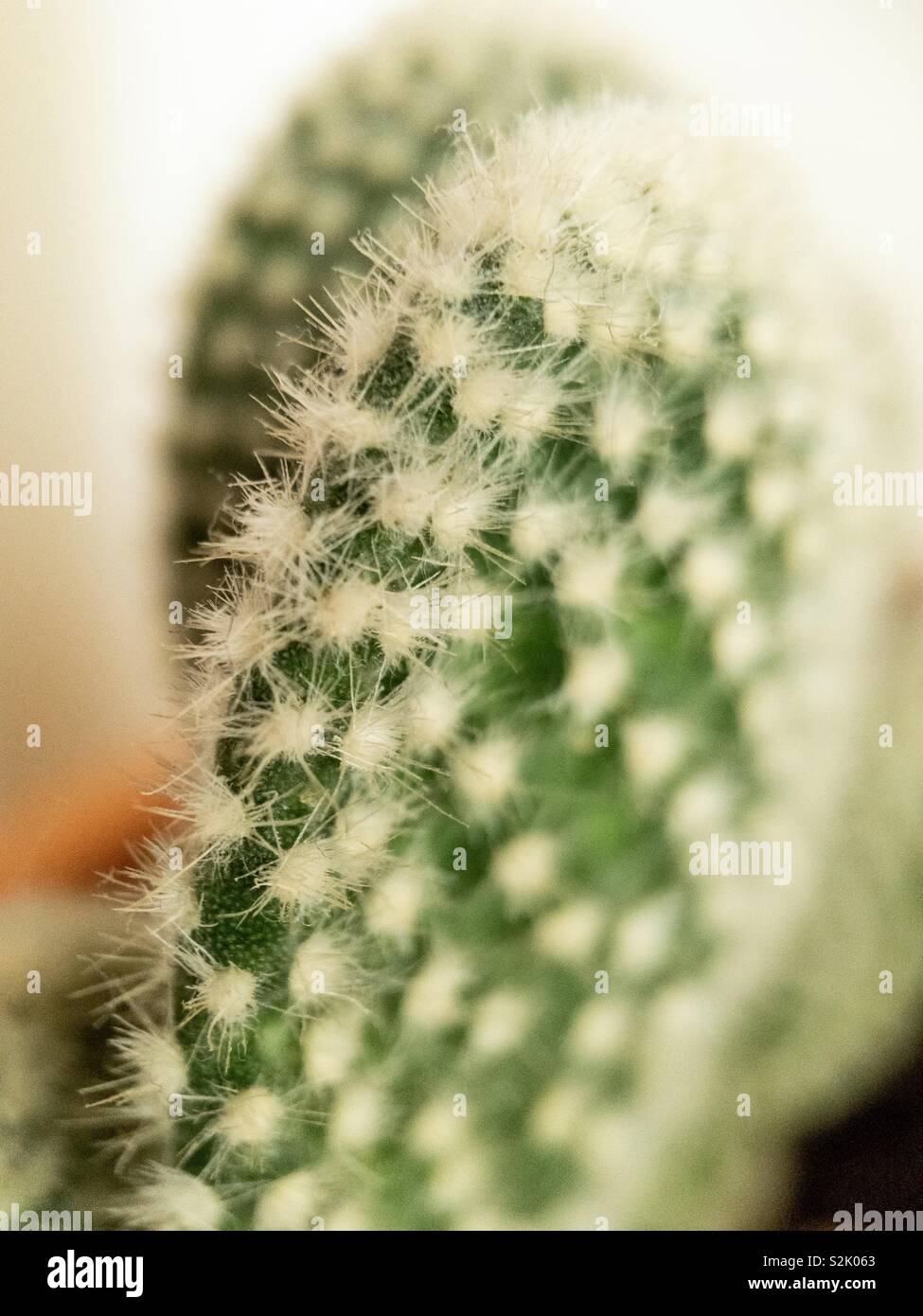 Une macro d'un cactus avec ses aiguilles ou pointes Banque D'Images