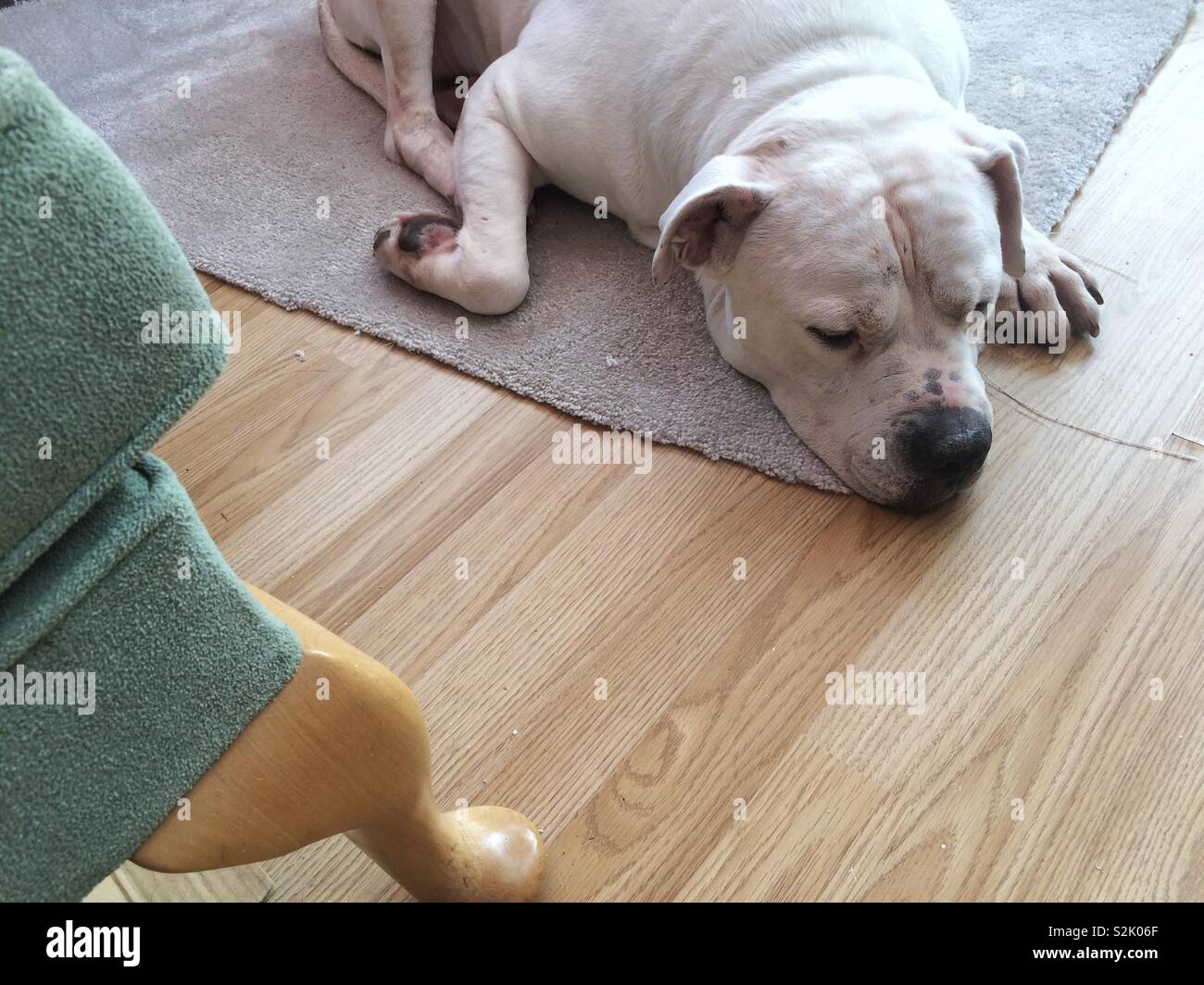American Bulldog blanc dormir - Image de stock capturée avec un smartphone