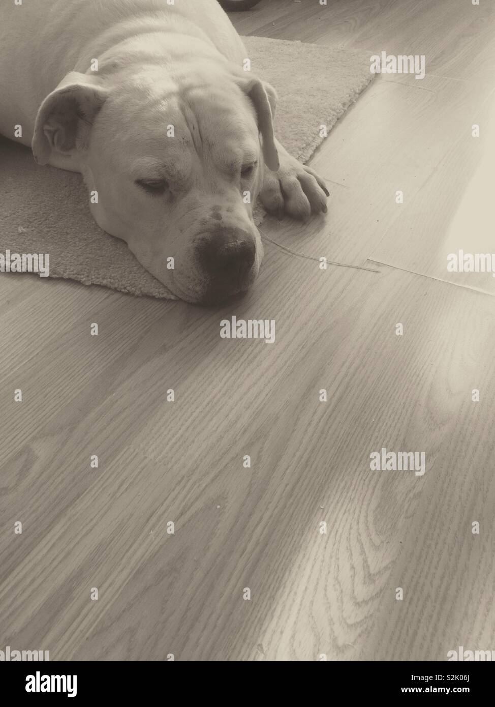American Bulldog blanc dormir close-up Banque D'Images