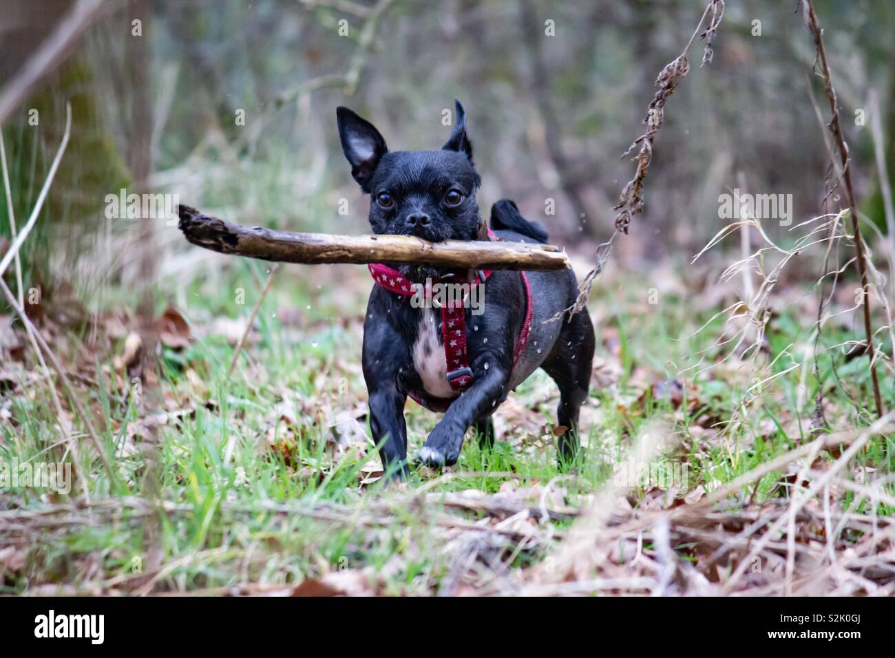 Petit Mix Noir Et Blanc Chien Race Extraction Dun Gros