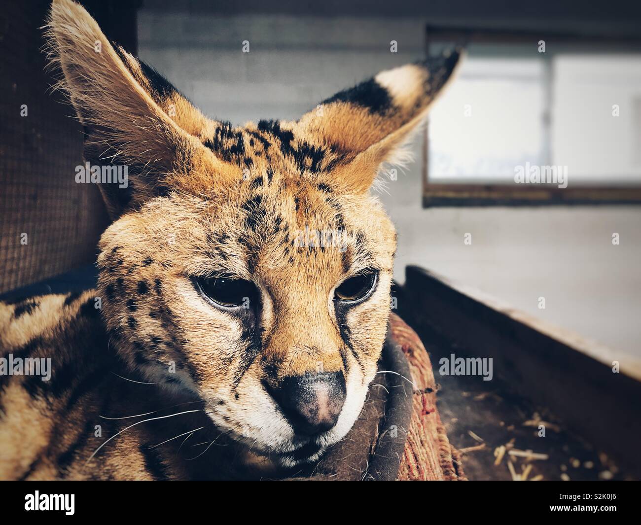 Portrait d'un vieux chat serval en captivité Banque D'Images