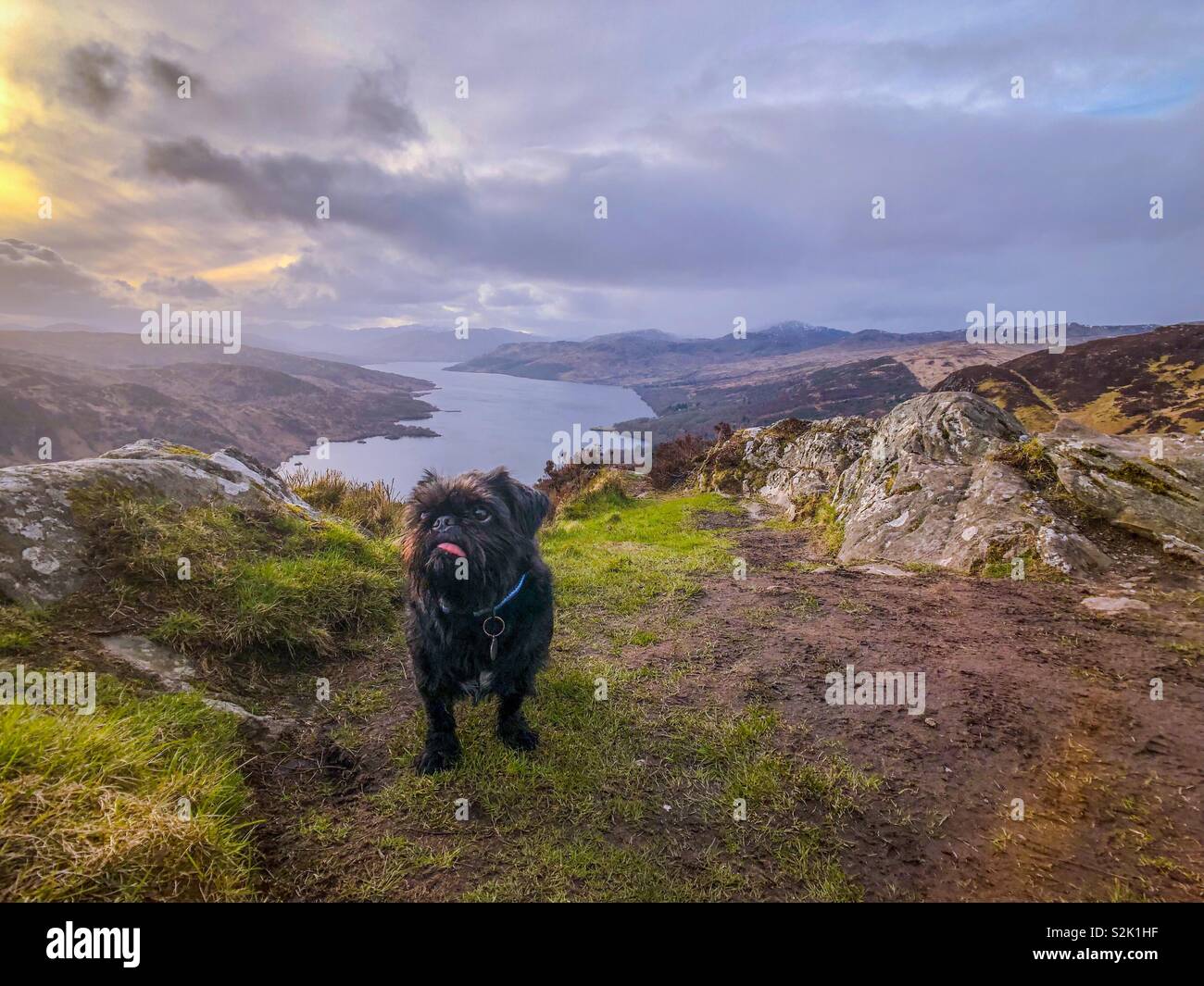 Le pug poivre shih tzu croix sur le haut de Ben A'un dans les Trossachs, 1512 pieds. Loch Katrine en arrière-plan. L'Écosse. UK. Banque D'Images