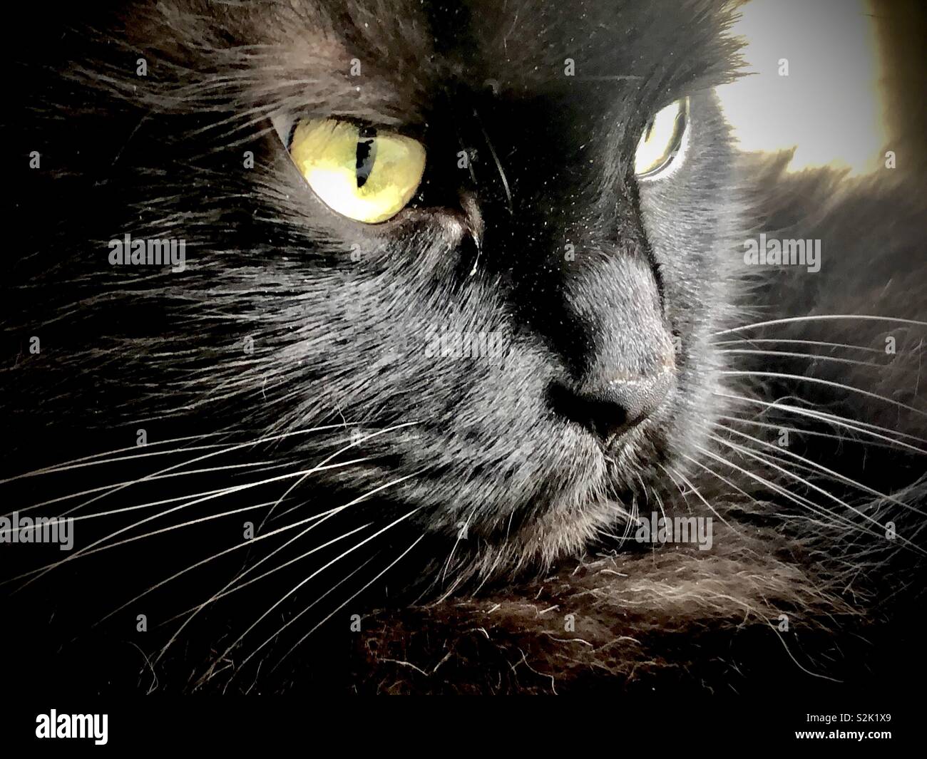 Chat noir aux yeux verts Banque de photographies et d’images à haute résolution Alamy