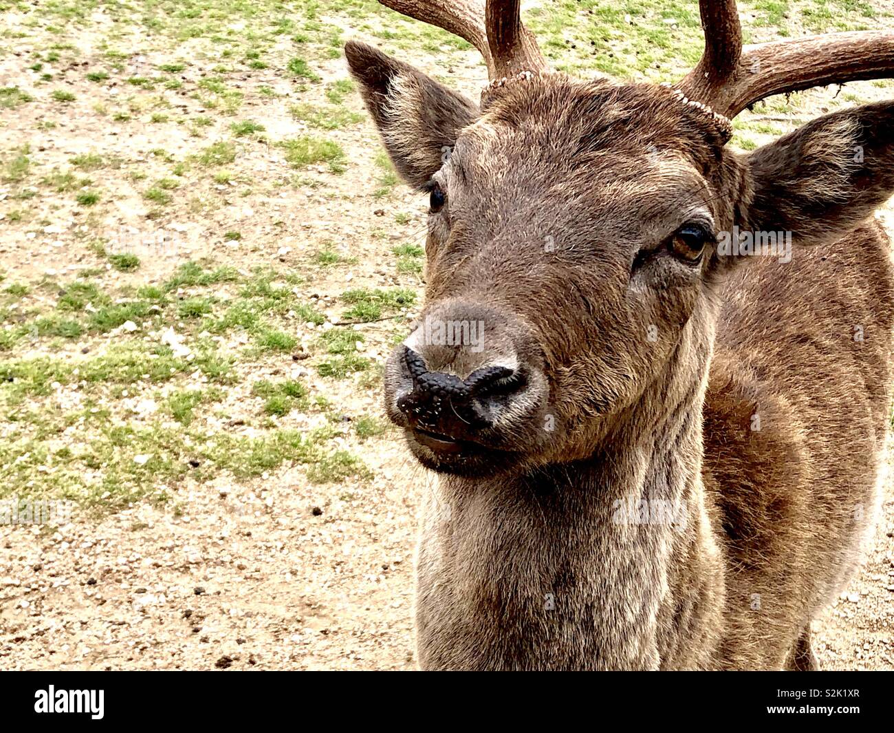 Red Deer stag Banque D'Images