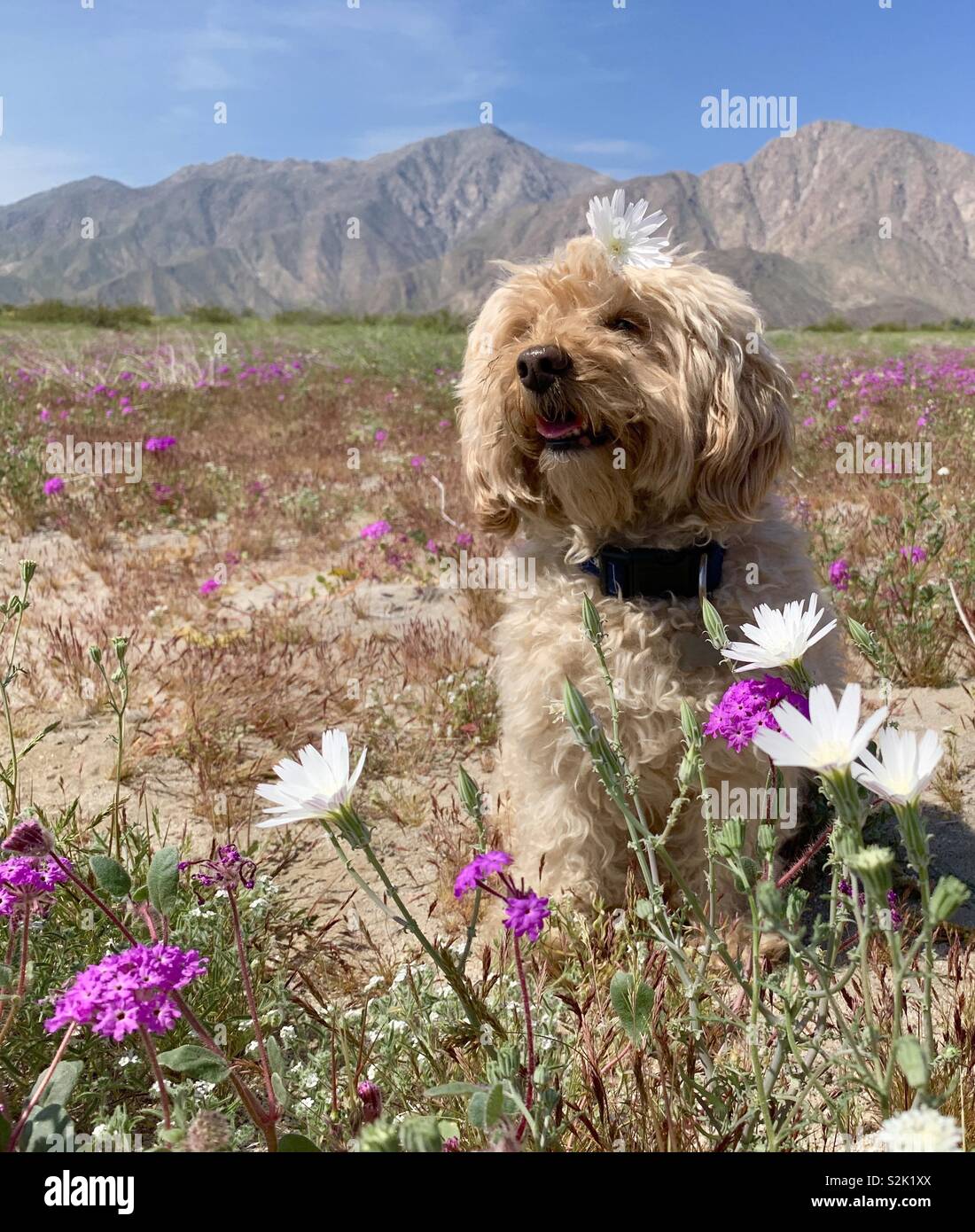 Un mignon petit chien goldendoodle est assis par quelques fleurs sauvages dans le désert de la Californie du Sud. Banque D'Images