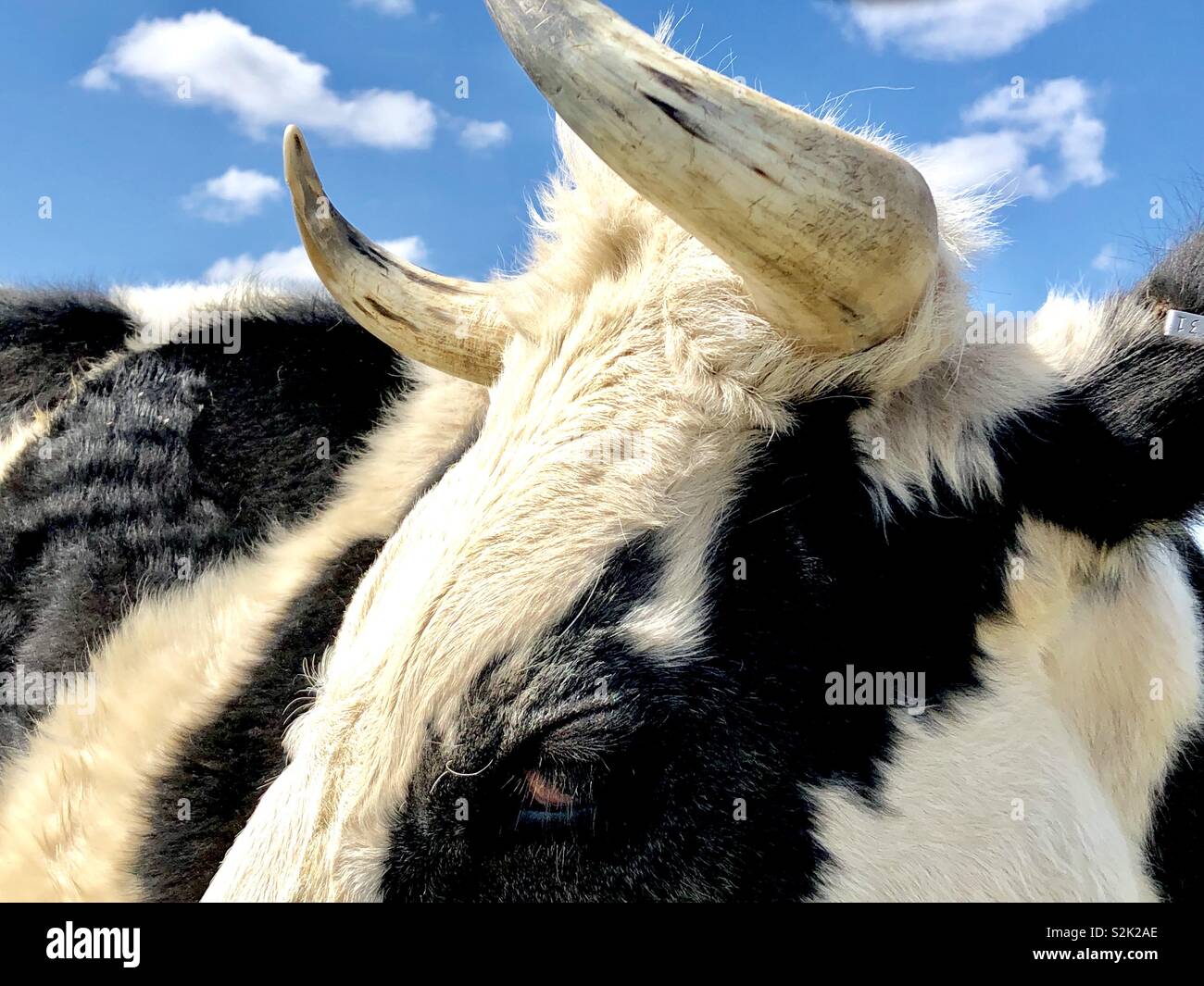 Gros plan d'une vache noir et blanc contre un ciel bleu Banque D'Images