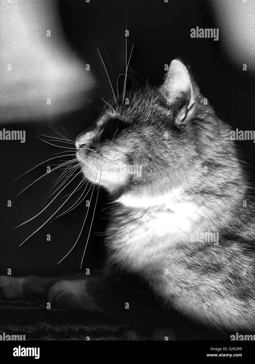 Profil de côté et les moustaches du chat Banque D'Images