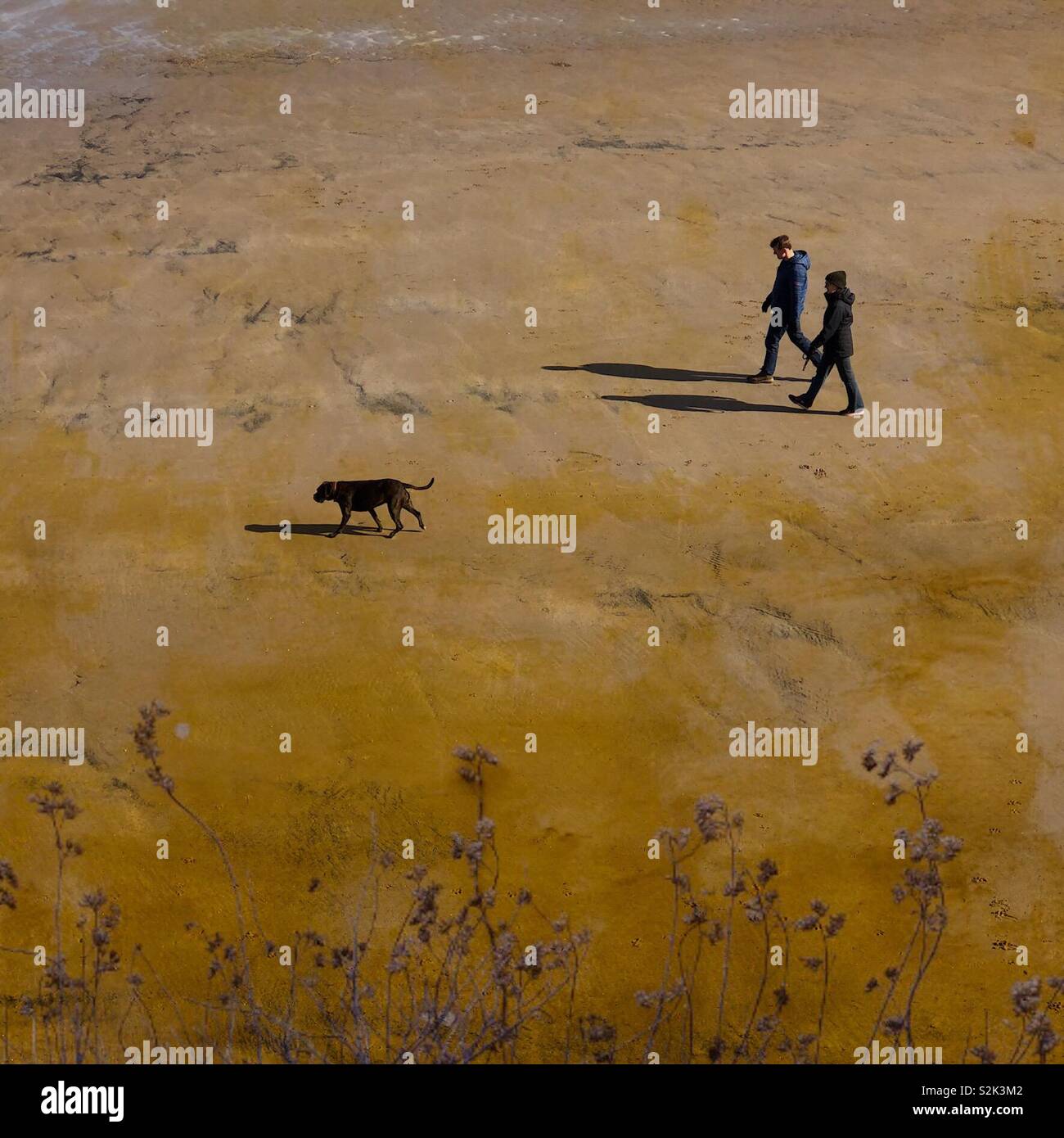 Couple en train de marcher le chien le long d'une plage sur une journée ensoleillée, la création de longues ombres - Image de stock capturée avec un smartphone