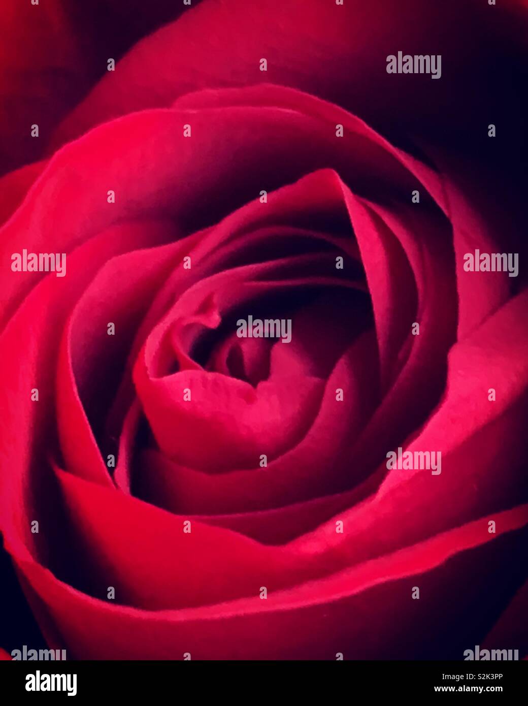 Le point rose rouge - Image de stock capturée avec un smartphone