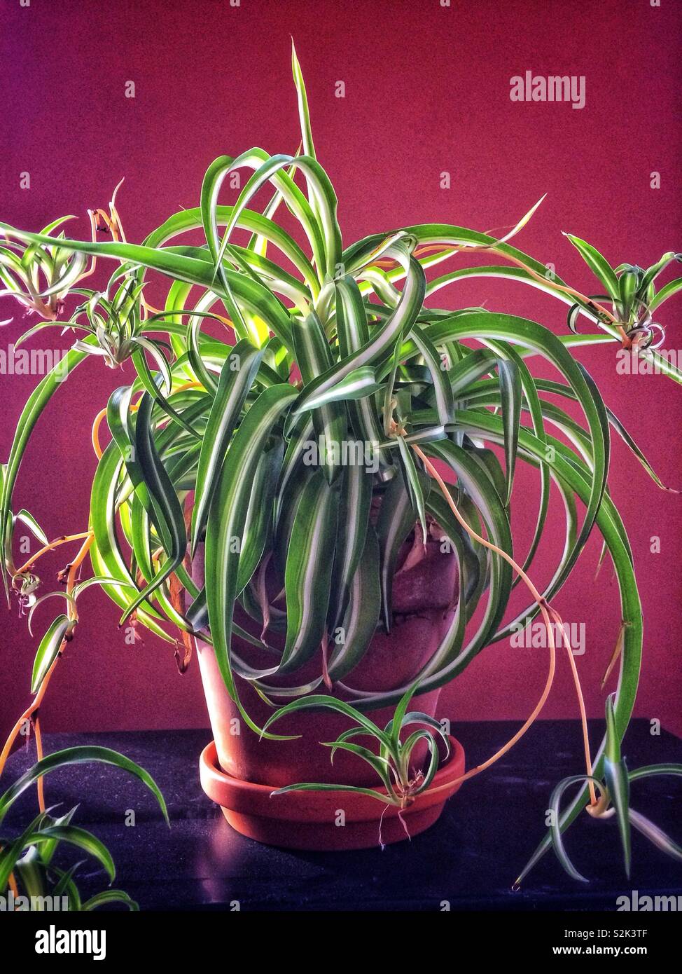 Plante araignée plantules avec Banque D'Images