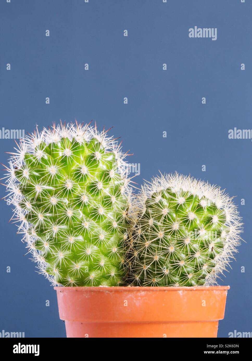 Un gros plan d'un cactus épineux avec des épines dans un pot avec un fond bleu et copy space Banque D'Images