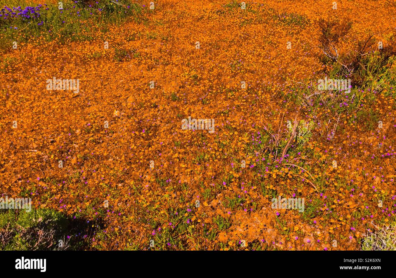 Orange fleurs sauvages dans le désert de Mojave, au printemps. Banque D'Images