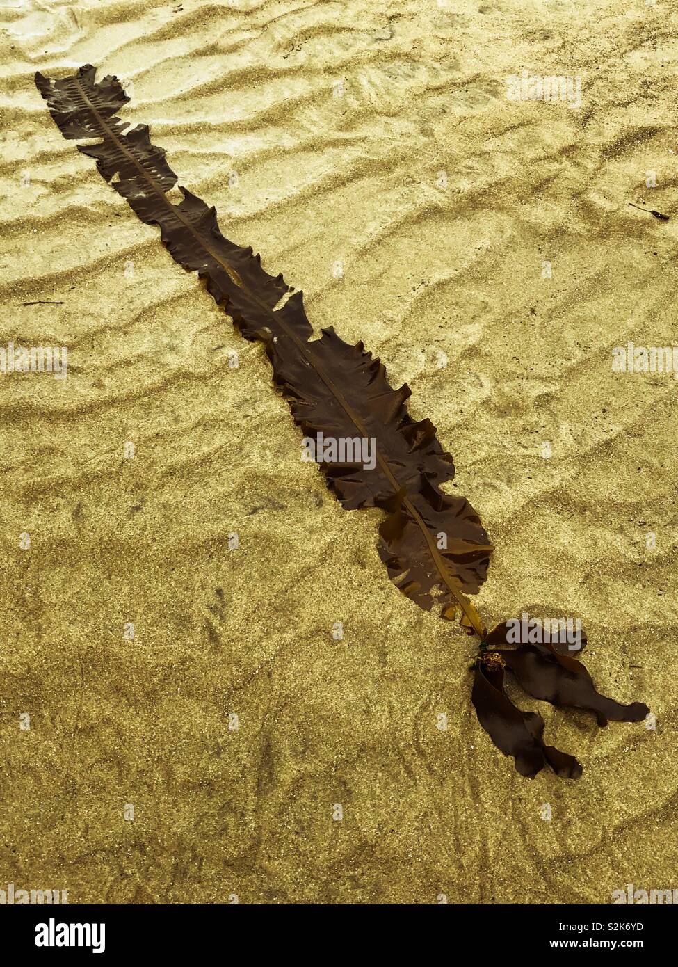 Varech ruban (Alaria marginata) ; les algues comestibles. Neskowin Beach, Oregon, nord-ouest du Pacifique, aux États-Unis. Crédit photo : Ann M. Nicgorski. En 2018. Banque D'Images