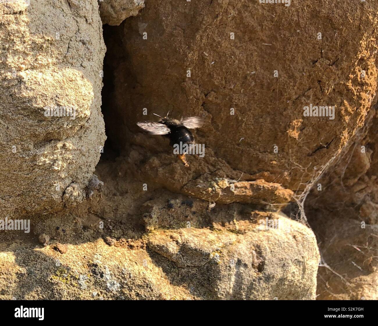 Un rare abeille maçonne fait enquête sur un site de nidification dans un mortier de chaux mur de pierre sur l'un des premiers jours chauds du printemps. Banque D'Images