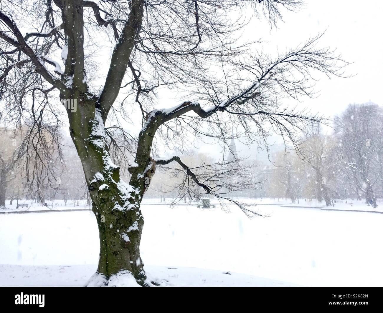 La neige a couvert cherry tree in Public Garden, Boston Banque D'Images