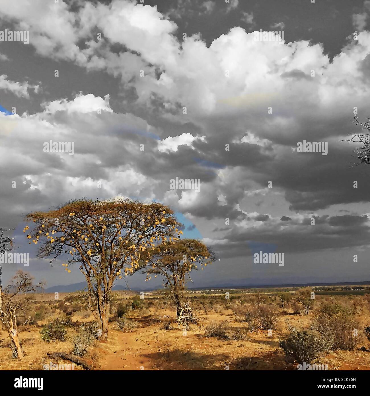 Weaver nids dans les arbres d'acacia, Samburu, Kenya, Afrique de l'Est Banque D'Images
