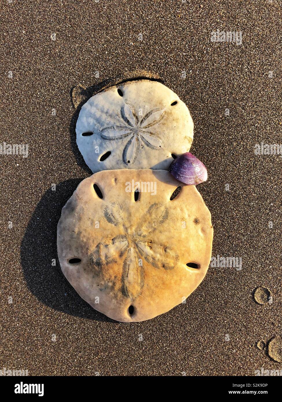 Une paire de dollars de sable sur la plage. Banque D'Images