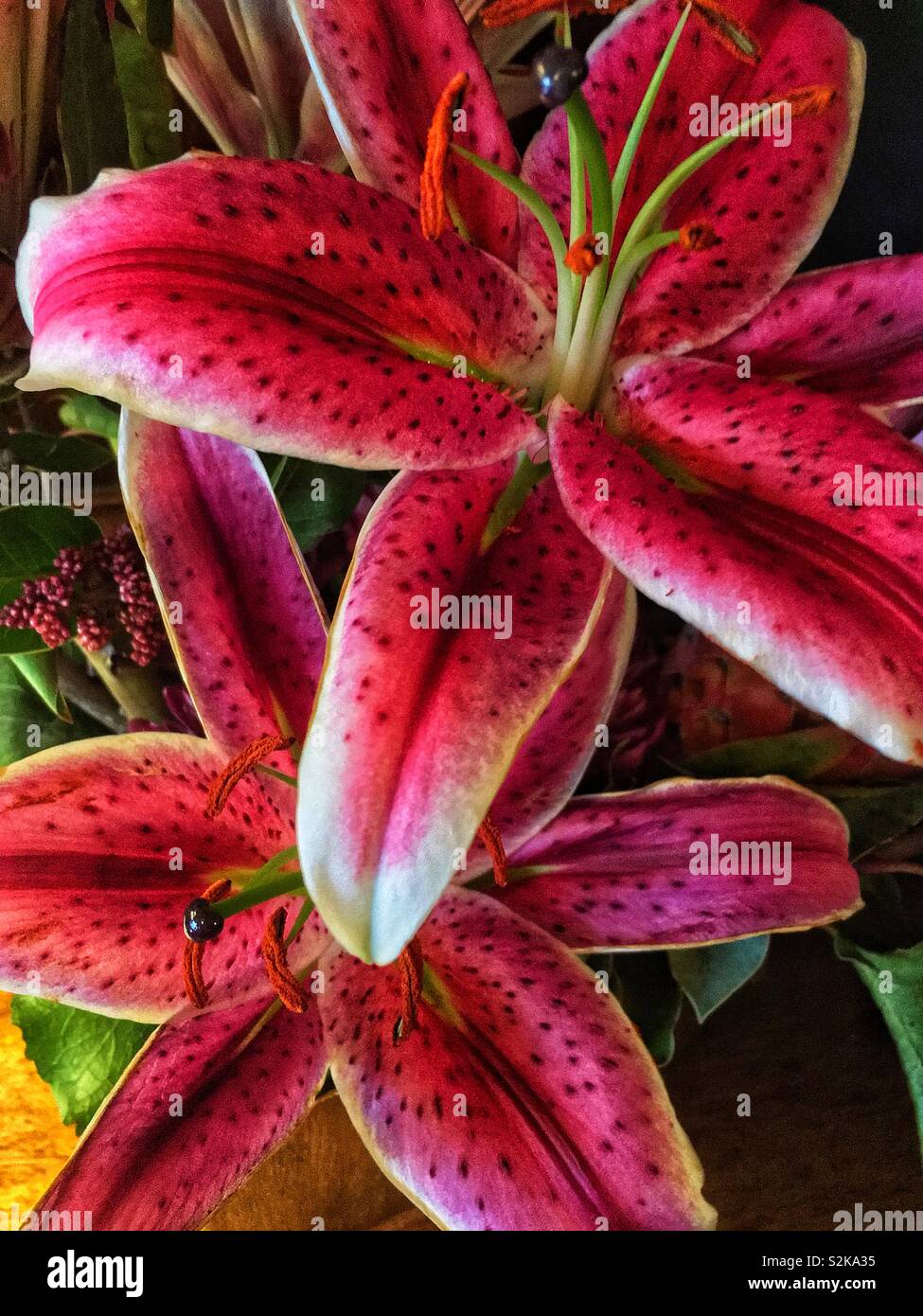 Libre d'une couleur rose vif fleur de lys stargazer en pleine floraison. Banque D'Images