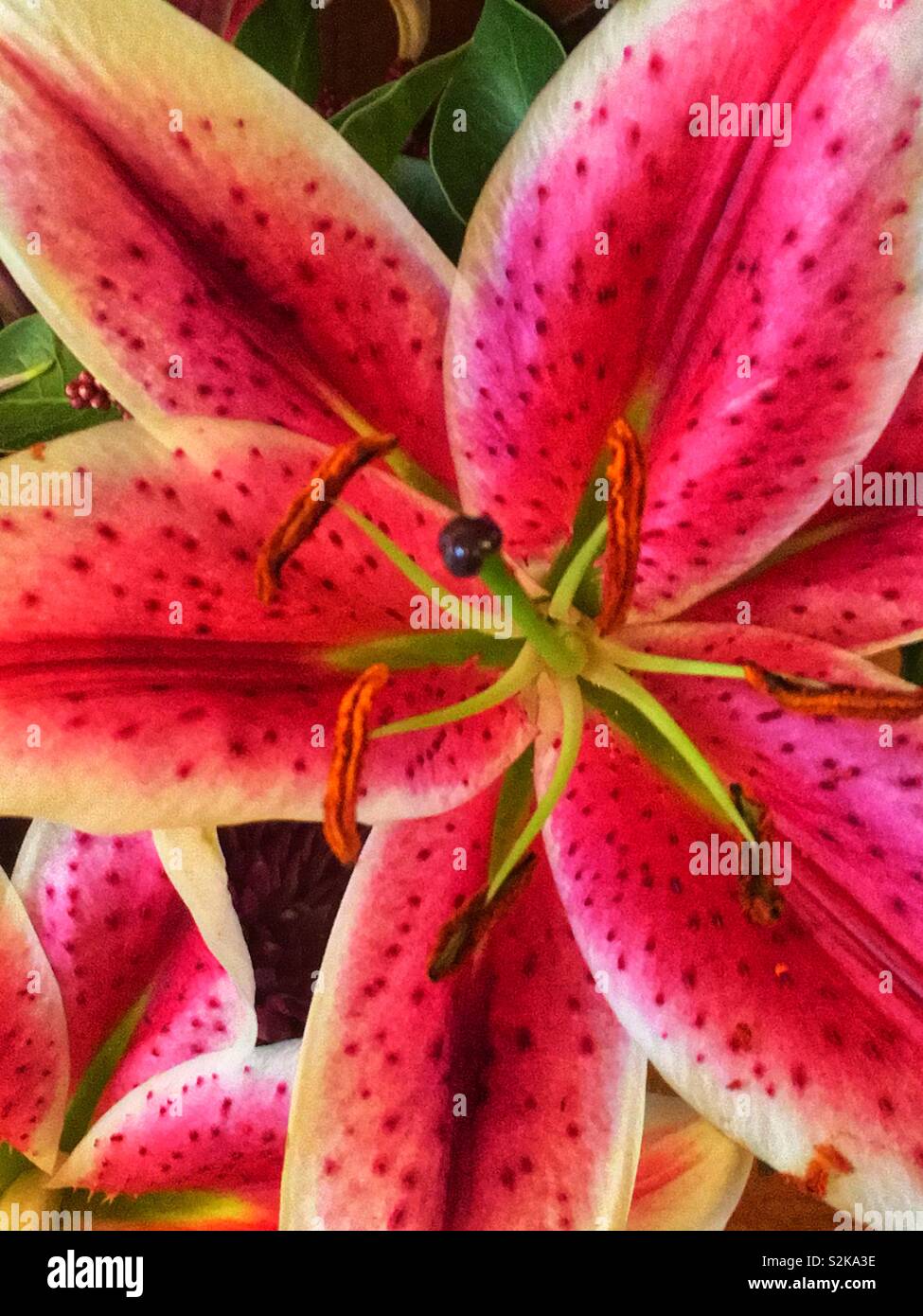 Libre d'une fleur de lys stargazer rose vif. - Image de stock capturée avec un smartphone