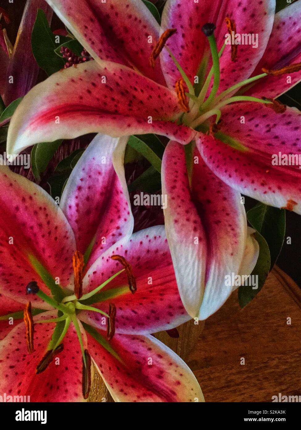 Deux fleurs rose vif lys stargazer en pleine floraison. - Image de stock capturée avec un smartphone