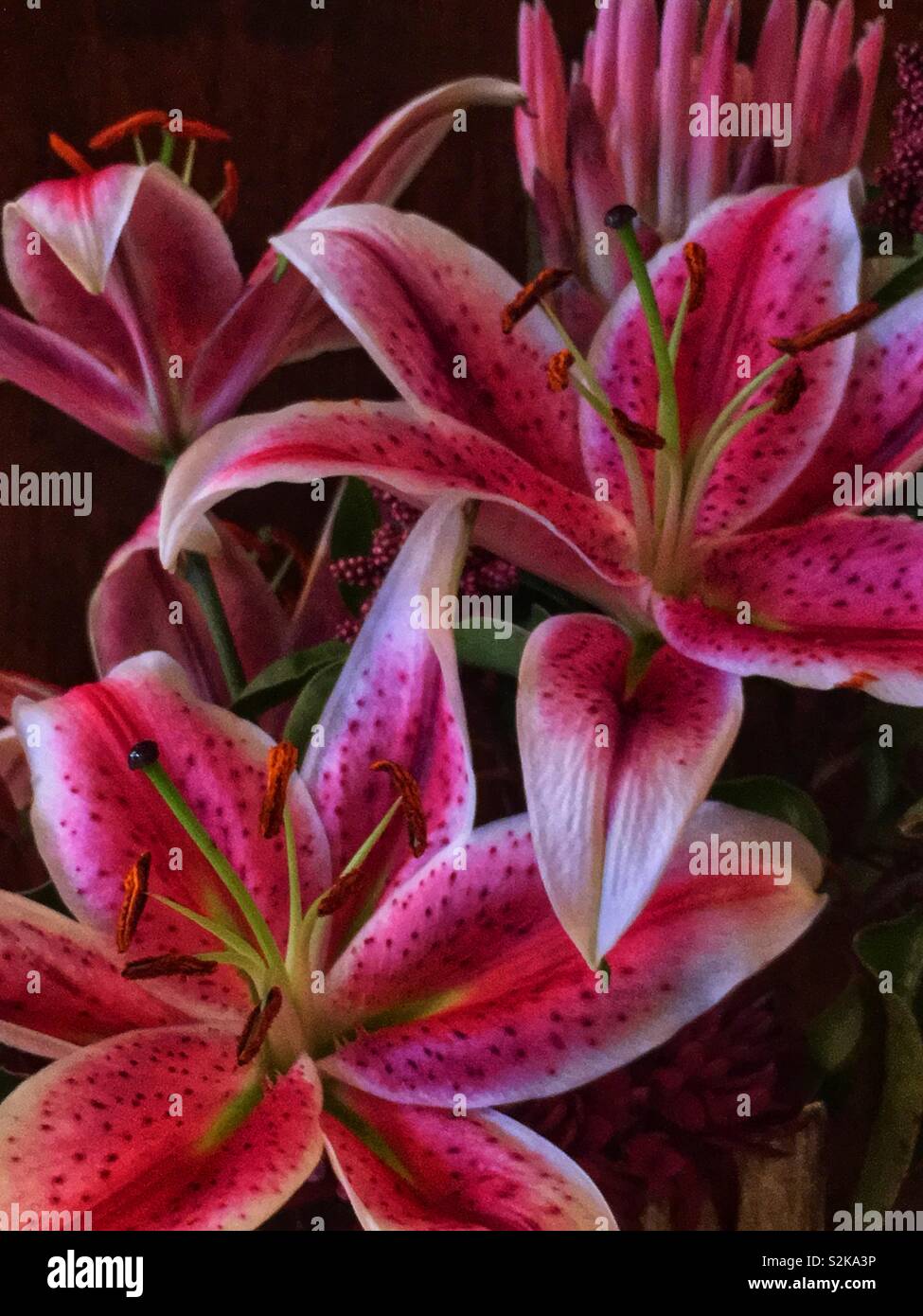 Plusieurs choix frais rose vif fleurs lys stargazer en pleine floraison. - Image de stock capturée avec un smartphone