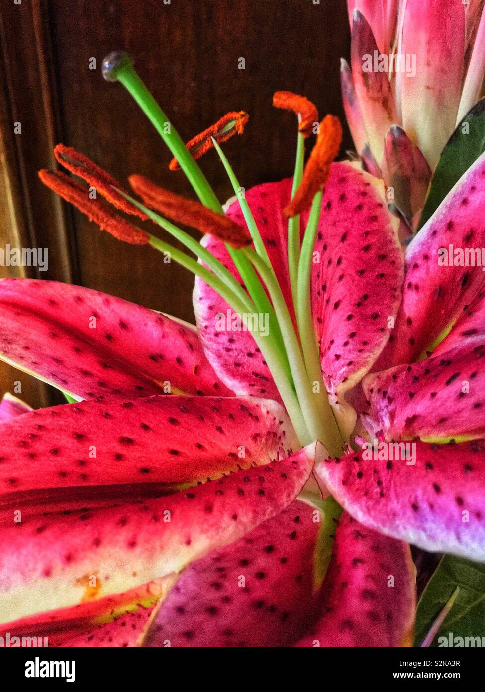 Choix libre d'une fleur de lys stargazer rose vif en pleine floraison. - Image de stock capturée avec un smartphone