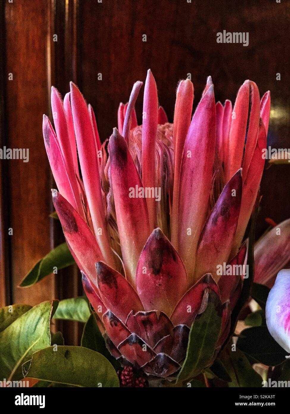 Chaud rose fleur Protea odorata l'ouverture. Banque D'Images