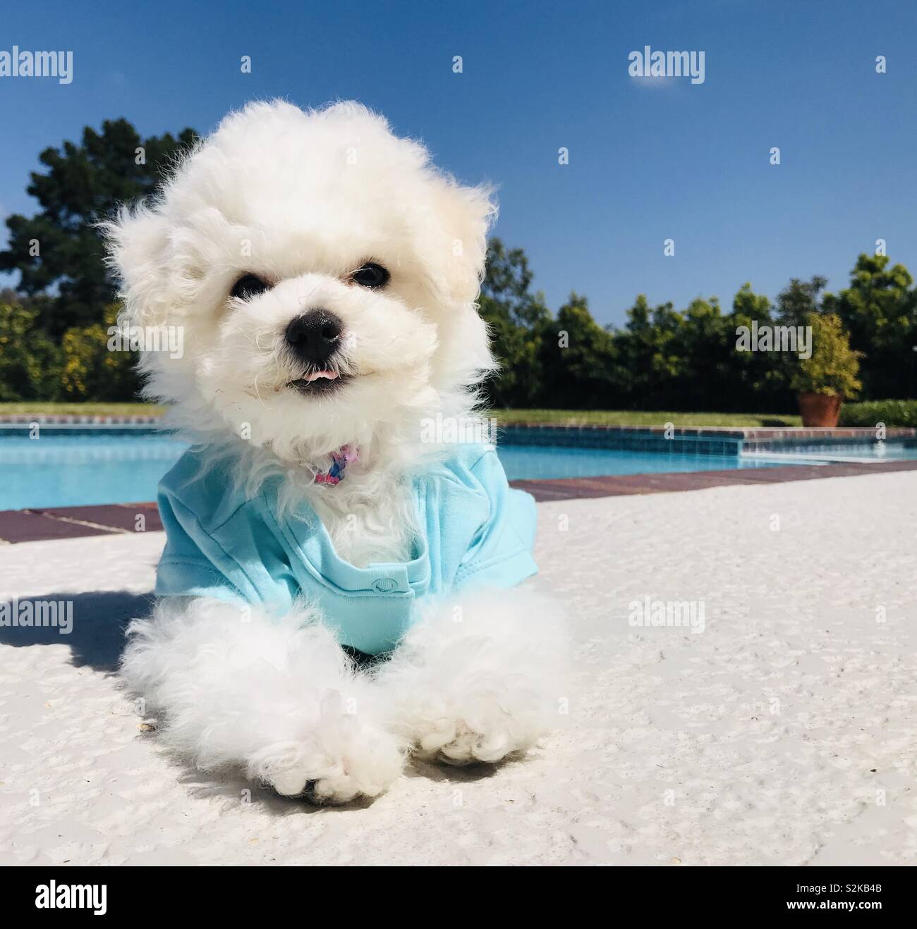 Bebe Bichon Frise Banque De Photographies Et D Images A Haute Resolution Alamy Bebe Bichon Frise Banque De Photographies Et D Images A Haute Resolution Alamy