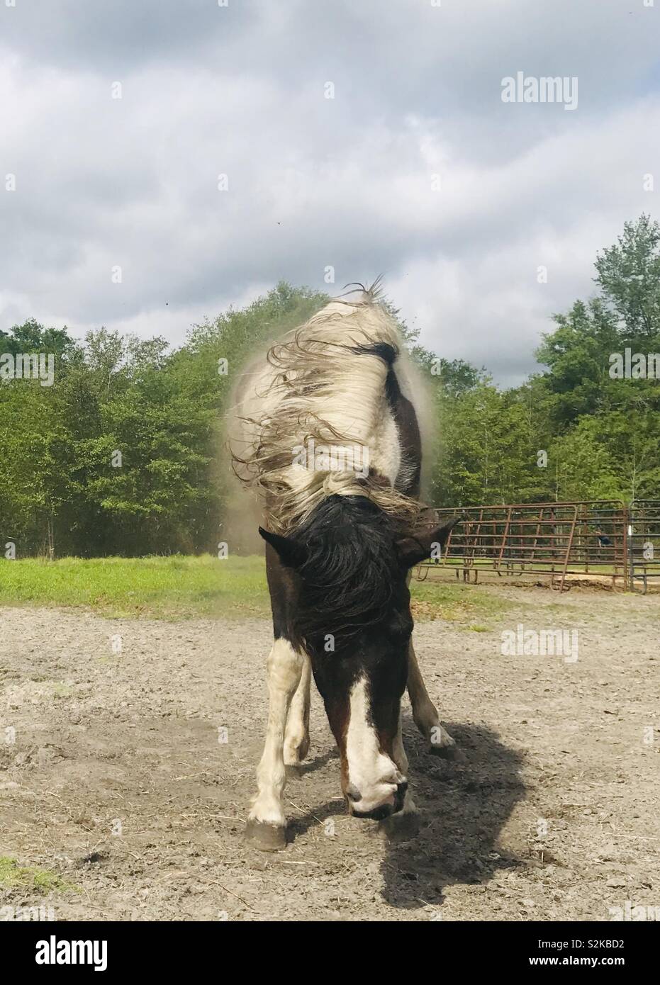 Le Bella mare cheval secouant la poussière après le laminage dans le bois de la Géorgie du Sud. Banque D'Images