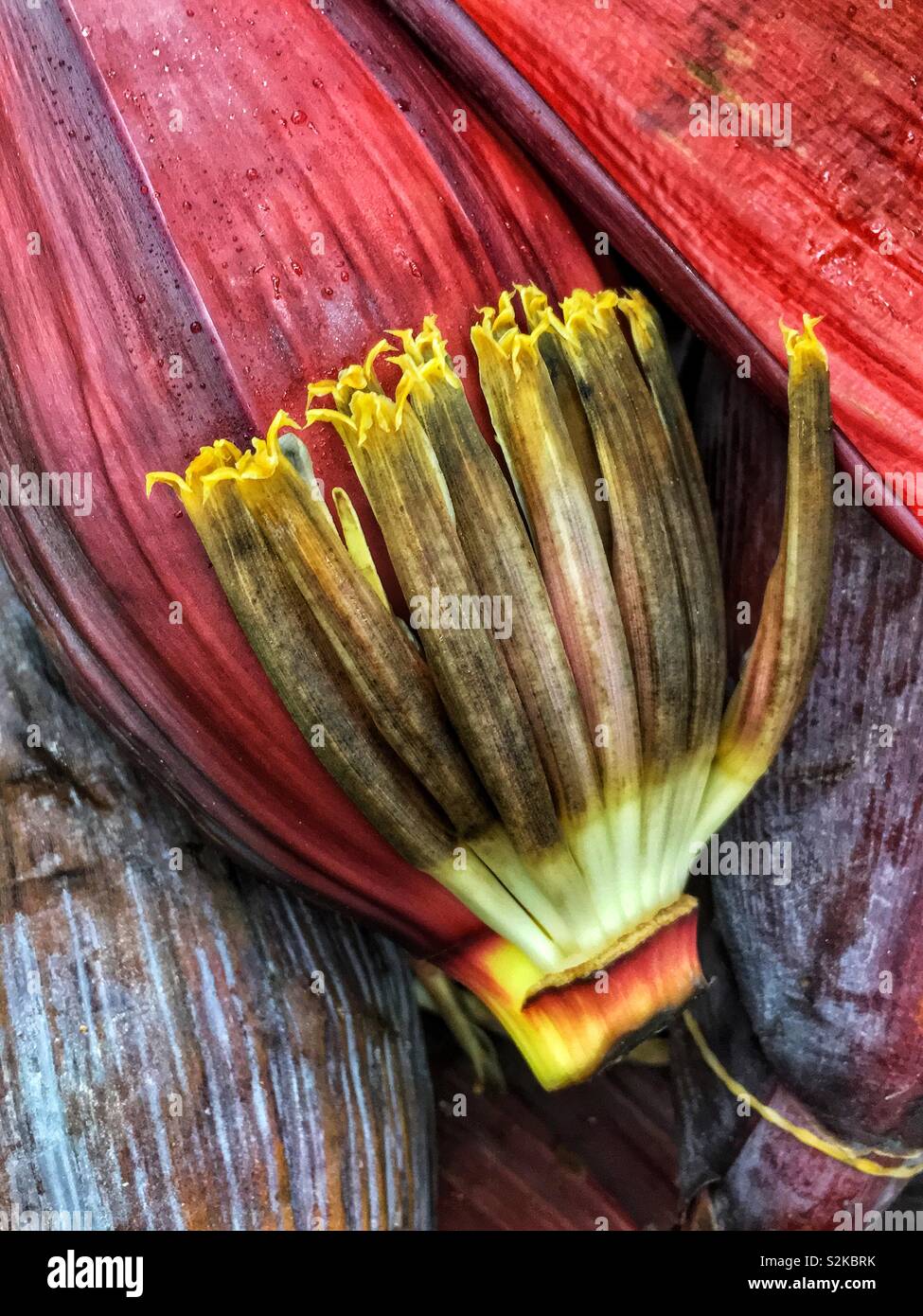 Délicieux frais crayons, banane coeur, vazhai poo banana flower comestibles. Banque D'Images