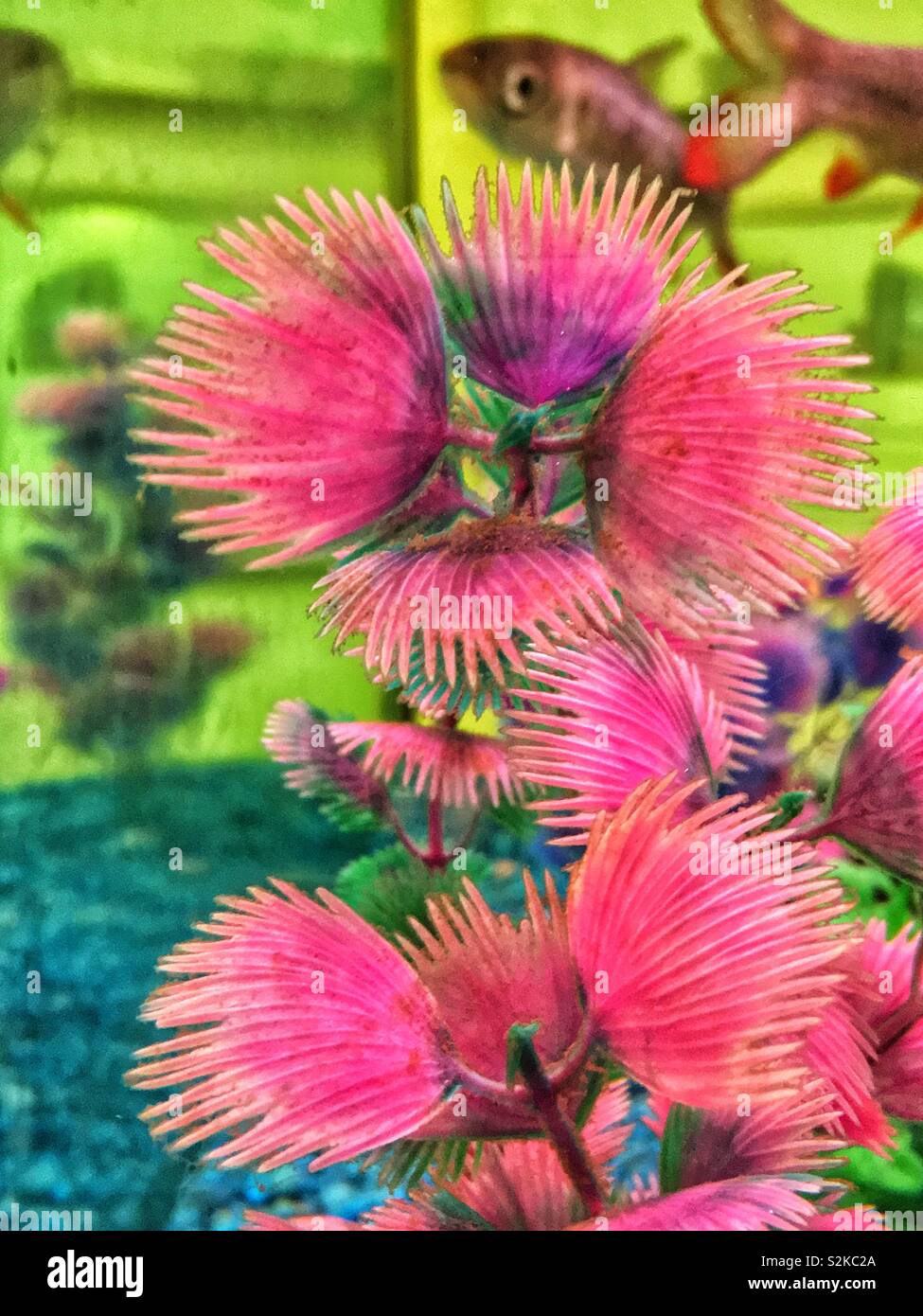 Chaud rose feuillage en plastique dans un aquarium. - Image de stock capturée avec un smartphone