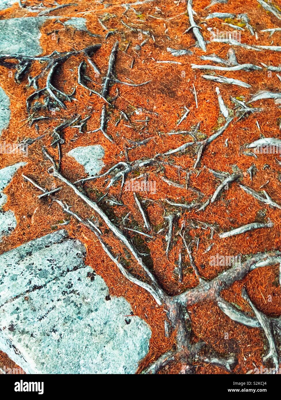 Les racines des arbres exposés dans les rochers, le sol couvert de paillis brun rougeâtre. Banque D'Images
