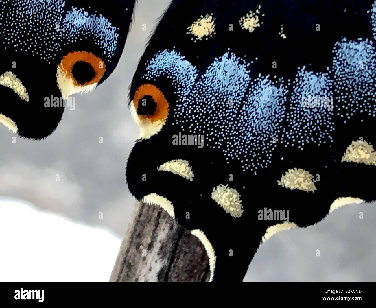 Gros plan d'une partie d'une femme black swallowtail butterfly's wings Banque D'Images