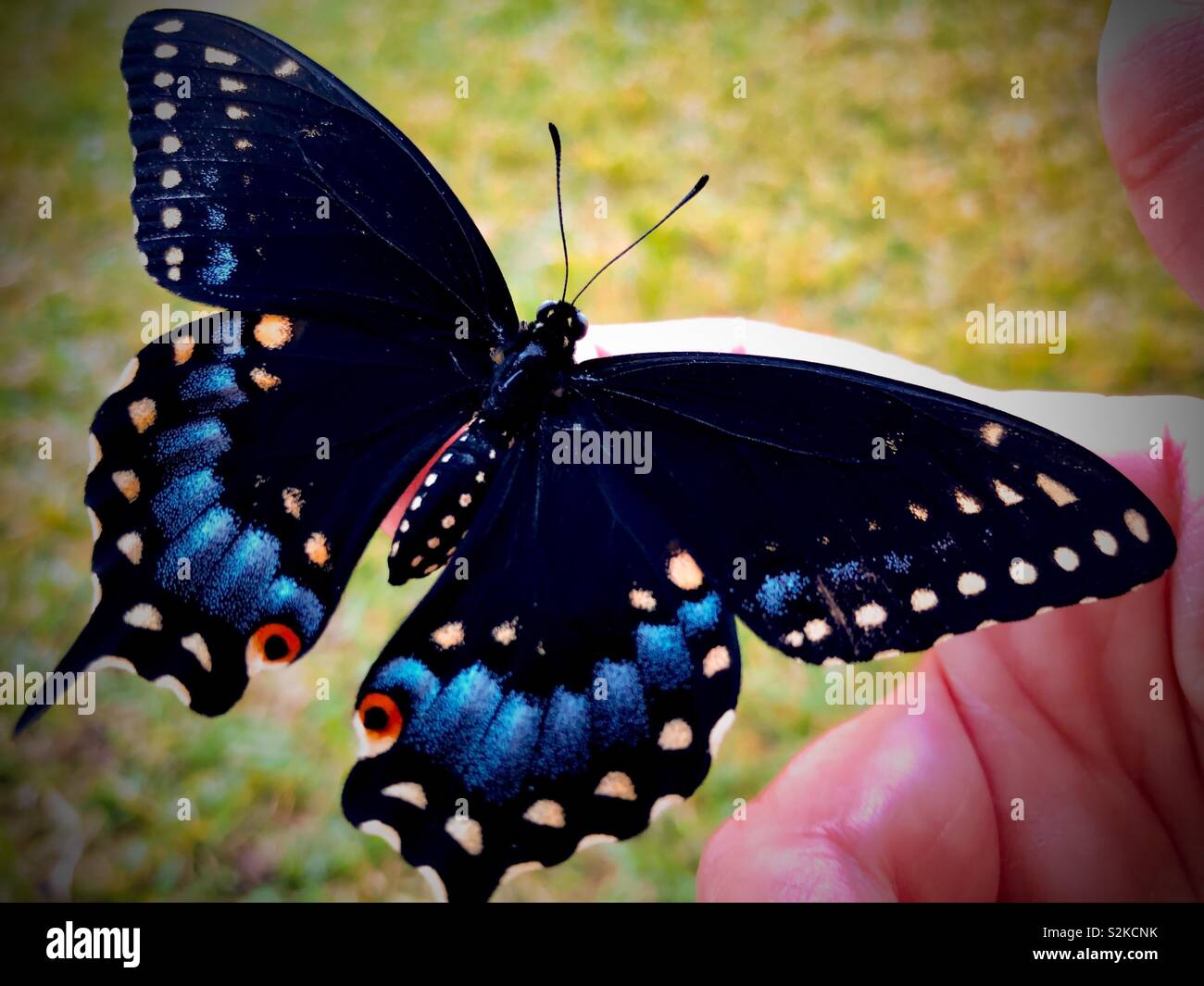 Papillon noir femelle sur un doigt de femme Banque D'Images